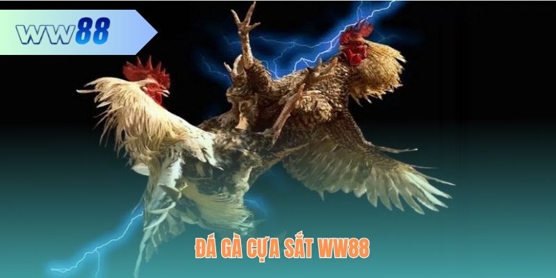 WW88 tổ chức nhiều trận chọi kê cựa sắt