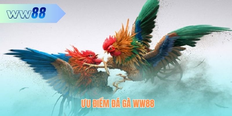 Ưu điểm đá gà WW88